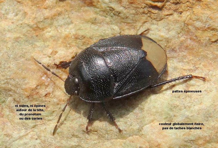 Sehirus morio