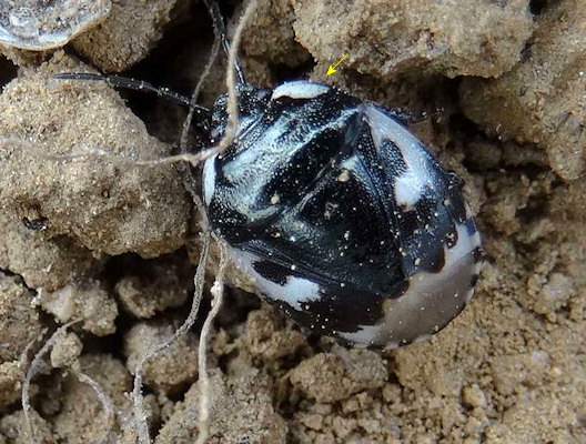 Tritomegas bicolor