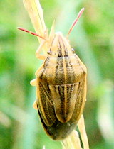 Aelia acuminata