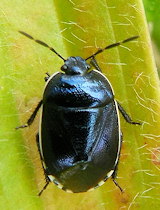 Canthophorus melanopterus