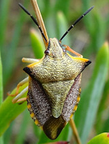 Carpocoris mediterraneus atlanticus