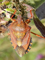 Carpocoris purpureipennis