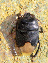 Cydnus aterrimus