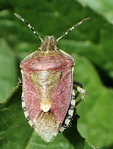 Dolycoris baccarum