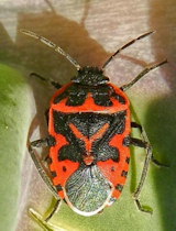 Eurydema ventralis