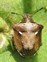 Eysarcoris aeneus