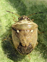 Eysarcoris ventralis