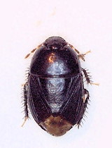 Geotomus petiti