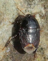 Geotomus punctulatus