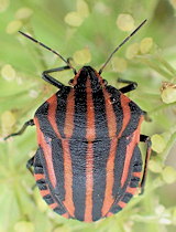 Graphosoma italicum