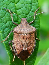 Halyomorpha halys