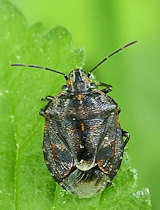 Holcogaster fibulata