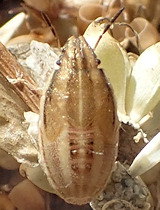 Aelia acuminata