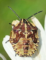 Carpocoris purpureipennis