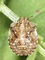 Dyroderes umbraculatus