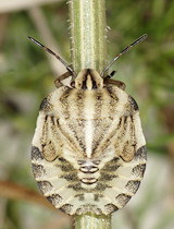 Graphosoma italicum