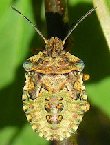 Pentatoma rufipes