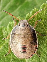 Piezodorus lituratus