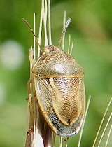 Neottiglossa leporina