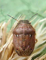 Neottiglossa pusilla