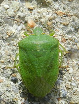 Nezara viridula