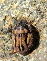 Odontoscelis lineola