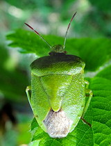 Palomena virdissima