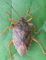 Pentatoma rufipes