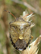 Peribalus strictus