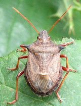 Picromerus bidens