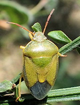 Piezodorus lituratus