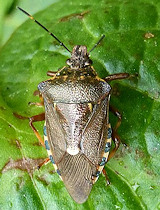 Pinthaeus sanguinipes