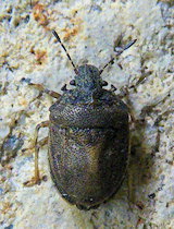 Podops inunctus