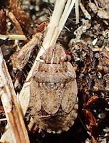 Sciocoris cursitans