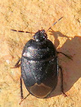 Sehirus luctuosus