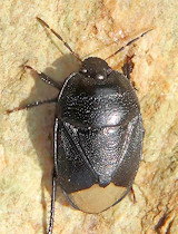 Sehirus morio