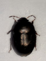 Thyreocoris scarabaeoides