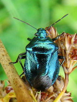 Zicrona caerulea