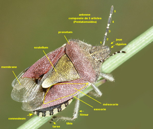 Dolycoris baccarum