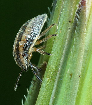 Aelia acuminata