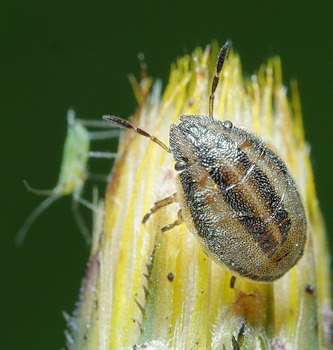 Aelia acuminata