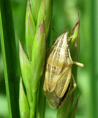 Aelia acuminata