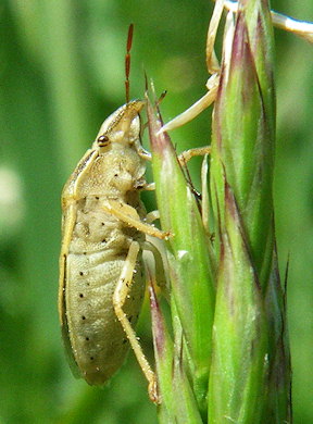 Aelia acuminata