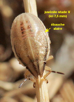 Aelia acuminata