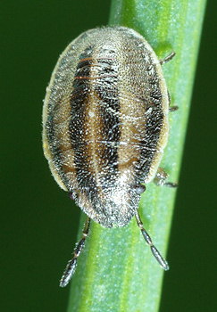 Aelia acuminata