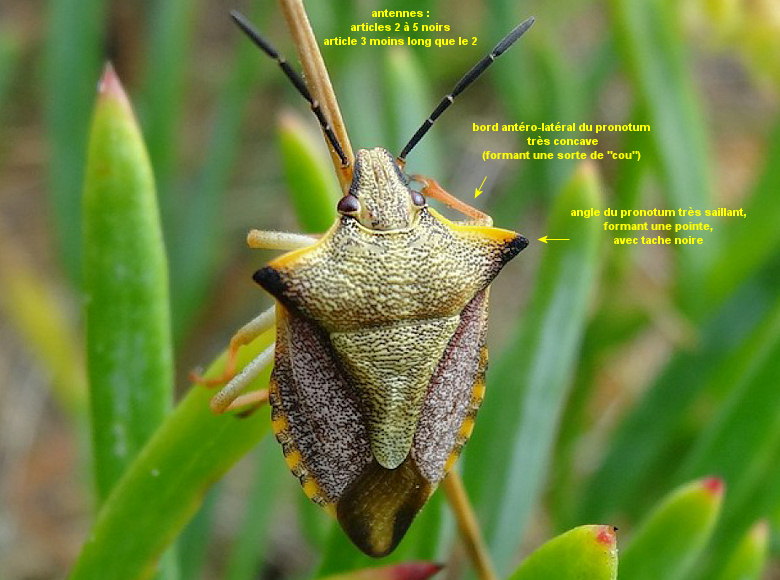 Carpocoris mediterraneus atlanticus