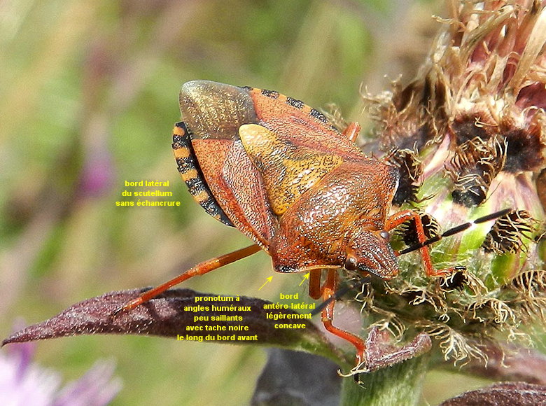 Carpocoris purpureipennis