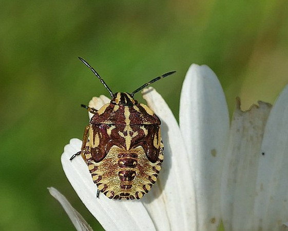 Carpocoris purpureipennis