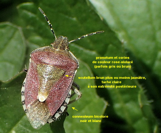 Dolycoris baccarum