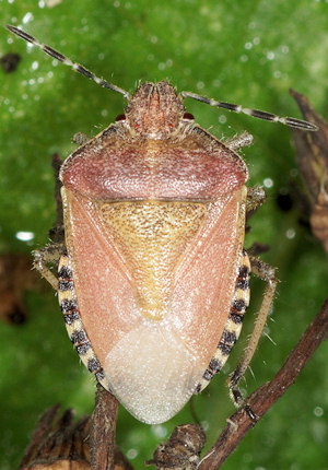 Dolycoris baccarum